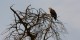 Tanzanie - 2010-09 - 144 - Serengeti - Aigle ravisseur